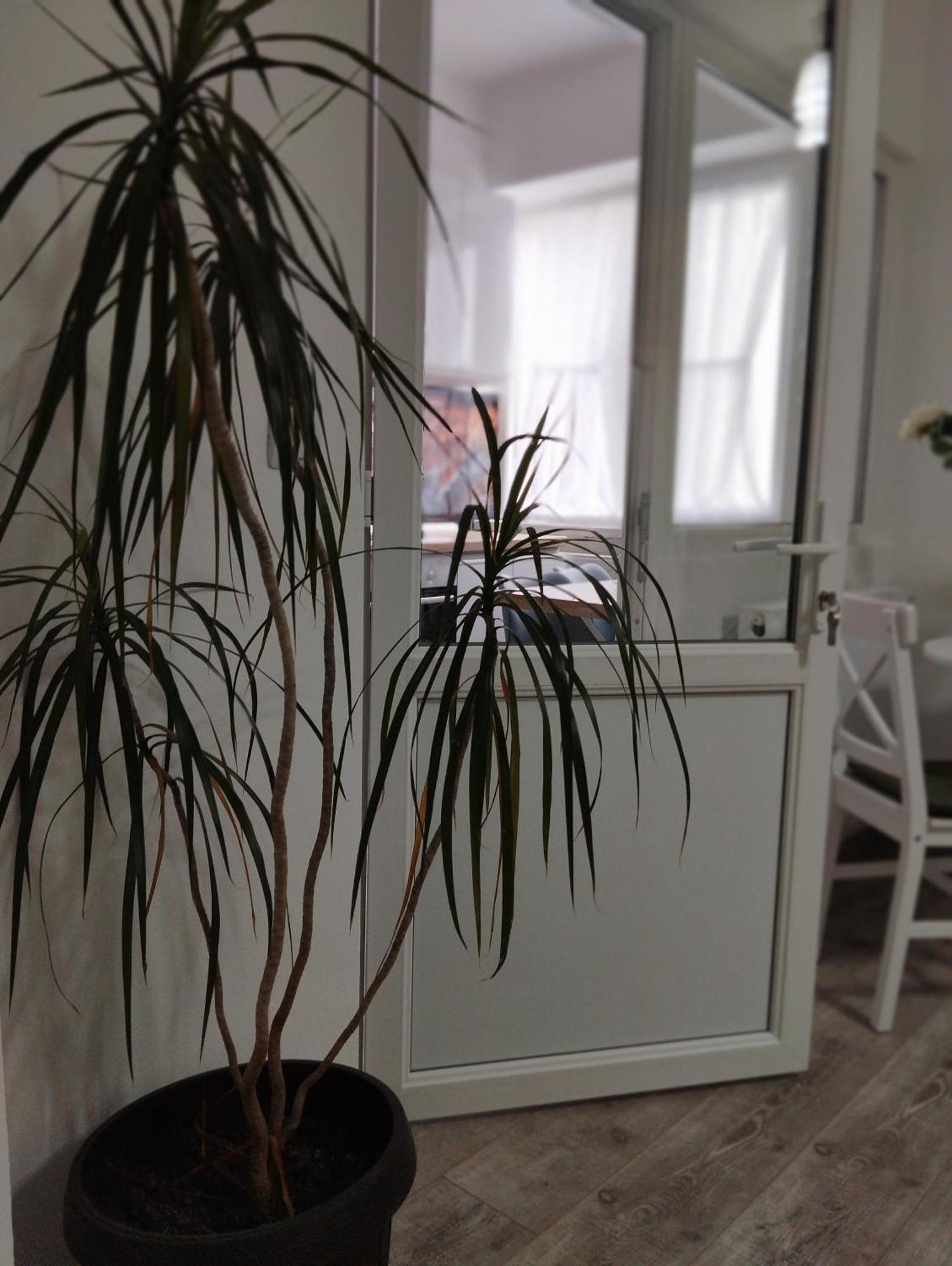 Amber Studio Craiova Dış mekan fotoğraf